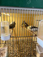Kanarie jongen van mei, Dieren en Toebehoren, Meerdere dieren, Kleurkanarie