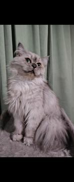Lieve Perzisch x Maine coon poezen te koop, Dieren en Toebehoren, Katten en Kittens | Overige Katten, Poes, Langharig, 0 tot 2 jaar