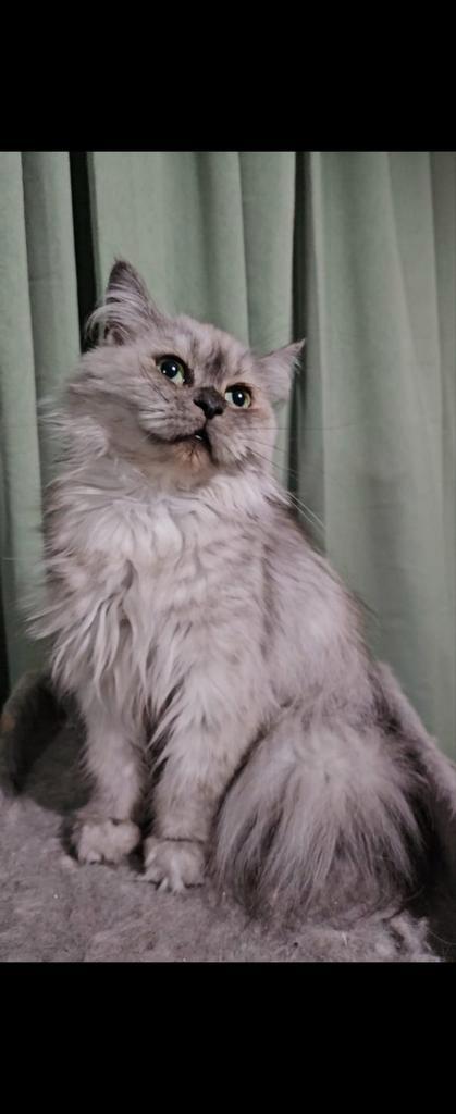 Lieve Perzisch x Maine coon poezen te koop, Dieren en Toebehoren, Katten en Kittens | Overige Katten, Langharig, Poes, 0 tot 2 jaar