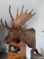 Te koop  ALASKA ELAND !, Ophalen, Zo goed als nieuw, Beeldje of Figuurtje