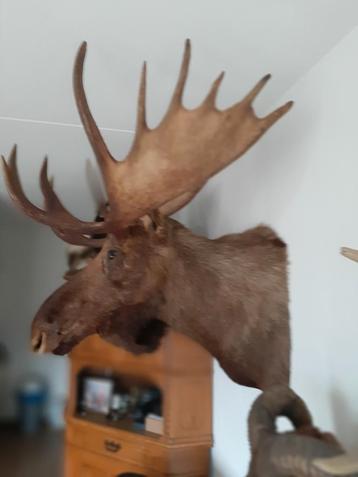 Te koop  ALASKA ELAND ! beschikbaar voor biedingen