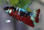 Betta Plakat Koi Male, Dieren en Toebehoren, Vissen | Aquariumvissen, Vis, Zoetwatervis