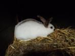 Mooi konijn, Dieren en Toebehoren, Vrouwelijk, Middelgroot, 0 tot 2 jaar