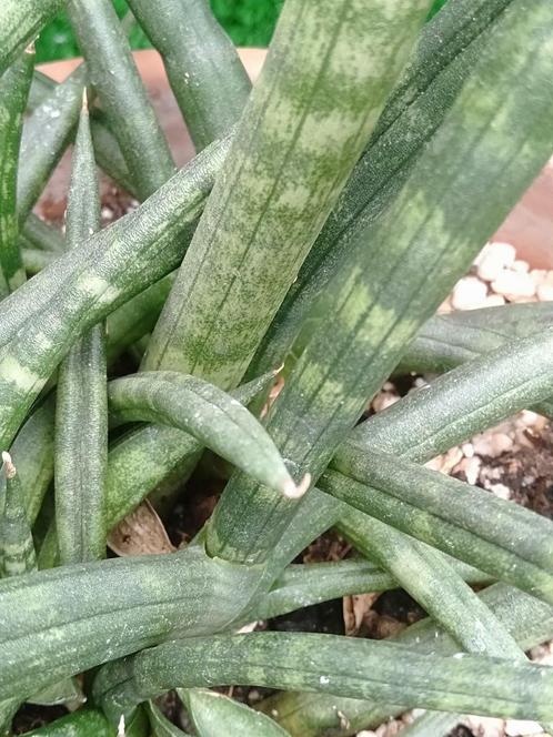 Grote Sanseveria of Sansevieria Stuckyi in terracotta pot, Huis en Inrichting, Kamerplanten, Overige soorten, Minder dan 100 cm