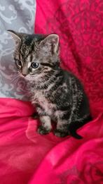 Mooie lieve kittens van Siberische poes, Dieren en Toebehoren, Katten en Kittens | Raskatten | Korthaar, Meerdere dieren, Ontwormd