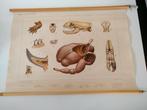 wandkaart van aan de rivier (titel)  98x68 zonder stok, Antiek en Kunst, Antiek | Schoolplaten, Ophalen, Natuur en Biologie