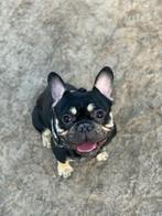 Franse bulldog zoekt nieuw thuis!, Dieren en Toebehoren, Honden | Bulldogs, Pinschers en Molossers, Reu, CDV (hondenziekte), Bulldog