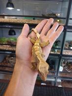 Wimpergekko man uit 2024, Hagedis, Tam, 0 tot 2 jaar