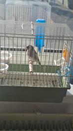 Putter, Mannelijk, Wildzangvogel, Geringd