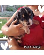 Australian Shepherd pups Raszuiver, Dieren en Toebehoren, Honden | Herdershonden en Veedrijvers, Overige rassen, 8 tot 15 weken