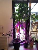 Avocado Boom, Huis en Inrichting, Kamerplanten, Fruitplant, Volledige schaduw, In pot, 200 cm of meer