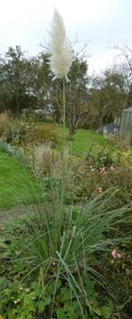 Pampasgras (Cortaderia), Volle zon, Vaste plant, Herfst, Ophalen