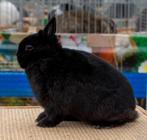 kleurdwerg zwart, Dieren en Toebehoren, Konijnen, Meerdere dieren, Dwerg, 0 tot 2 jaar