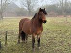 B Welsh pony David, Dieren en Toebehoren, Met stamboom, Ruin, C pony (1.27m tot 1.37m), Onbeleerd