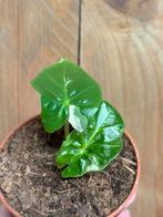 Alocasia lowrider low rider albo variegata plant wit white, Huis en Inrichting, Kamerplanten, Ophalen of Verzenden, Overige soorten