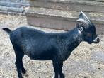 Dwerg bok, Dieren en Toebehoren, Mannelijk, Geit