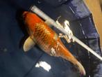 Aka Matsuba Japanse koi, Dieren en Toebehoren, Vissen | Vijvervissen, Karper of Koi