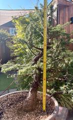 Bonsai Yamadori Larix Decidua, Bloeit niet, Overige soorten, Minder dan 100 cm, Ophalen