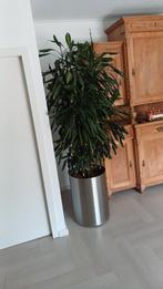 grote kamerplant dracena, Ophalen, Overige soorten
