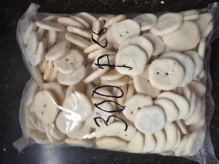 nog enkele zakjes met zanddollers, Verzamelen, Mineralen en Fossielen, Ophalen of Verzenden