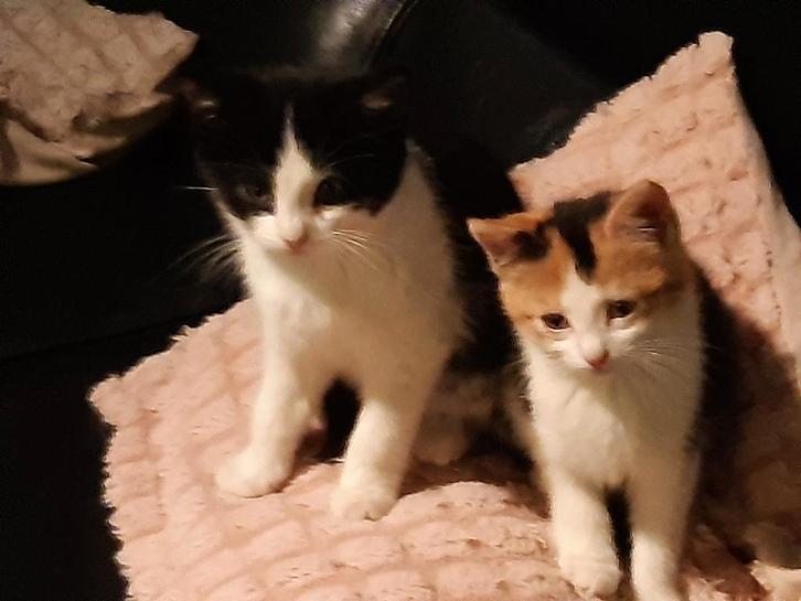 2 super lieve kittens te koop!, Dieren en Toebehoren, Katten en Kittens | Raskatten | Korthaar, Meerdere dieren, Ontwormd