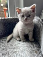 Brits korthaar kitten Lilac ( met stamboom), Dieren en Toebehoren, 0 tot 2 jaar, Kater, Gechipt