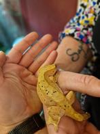 Koppel wimpergeckos incl terrarium 50x50x100, Dieren en Toebehoren, Reptielen en Amfibieën, Slang, 0 tot 2 jaar