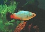 Platy red wagtail, bleu wagtail en neon bleu tuxedo, Vis
