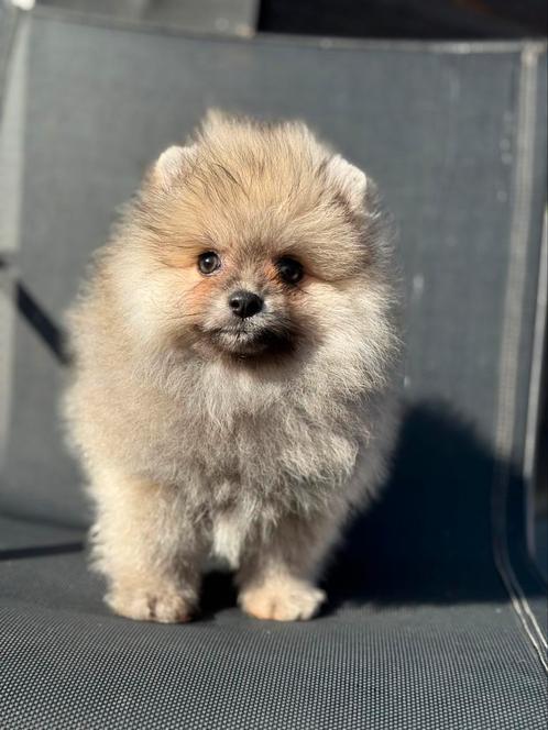 Pomeriaan pup teefje en reutje Bearface, Dieren en Toebehoren, Honden | Poolhonden, Keeshonden en Oertypen, Reu, Overige rassen