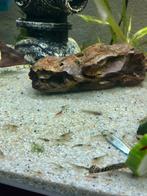 Jonge japonica garnalen en baby endler guppen, Kreeft, Krab of Garnaal