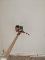 Koppel meesgoudvinken, Dieren en Toebehoren, Vogels | Overige Vogels, Meerdere dieren, Wildzangvogel, Geringd