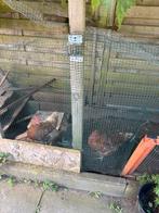 Kippen gratis, Dieren en Toebehoren, Pluimvee, Vrouwelijk, Kip