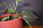 Stekje velvet leaf (Philodendron micans) plant, Groene kamerplant, Ophalen of Verzenden, Overige soorten, Minder dan 100 cm