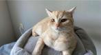 VERMIST! Allerliefste poes omgeving oude noorden Rotterdam, Dieren en Toebehoren, Kat