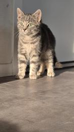 Knappe boerderijkittens te koop (FOTO 19 - 24 BESCHIKBAAR), Dieren en Toebehoren, Meerdere dieren, Kortharig, 0 tot 2 jaar