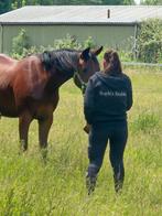 (Project) paarden/pony's gezocht, Meerdere dieren, Recreatiepaard
