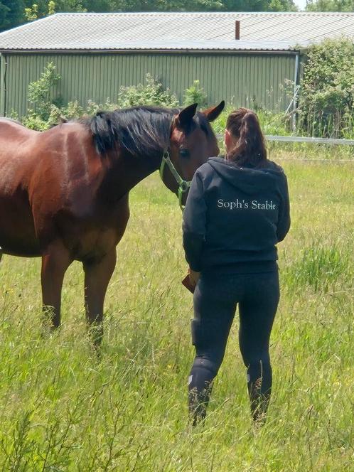 (Project) paarden/pony's gezocht, Dieren en Toebehoren, Paarden, Meerdere dieren, Recreatiepaard
