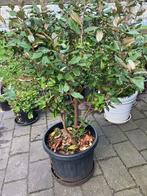 Olijf wilg  1.50 hoog en heel breed, Tuin en Terras, Planten | Bomen, Overige soorten, 100 tot 250 cm, Zomer, Ophalen