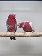 Kweekkoppel rosé kaketoes, Dieren en Toebehoren, Vogels | Parkieten en Papegaaien, Meerdere dieren, Papegaai