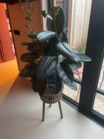 Ficus Elastica (Rubberboom), Huis en Inrichting, Kamerplanten, Ophalen, Ficus, Halfschaduw, Minder dan 100 cm