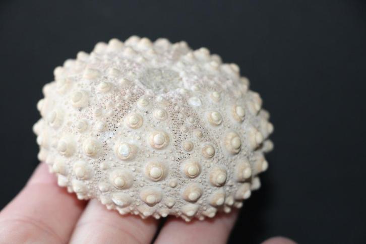 Fossiel zee-egel wereld, Verzamelen, Mineralen en Fossielen, Fossiel, Ophalen of Verzenden