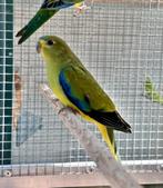 Elegantparkiet pop, Vrouwelijk, Parkiet