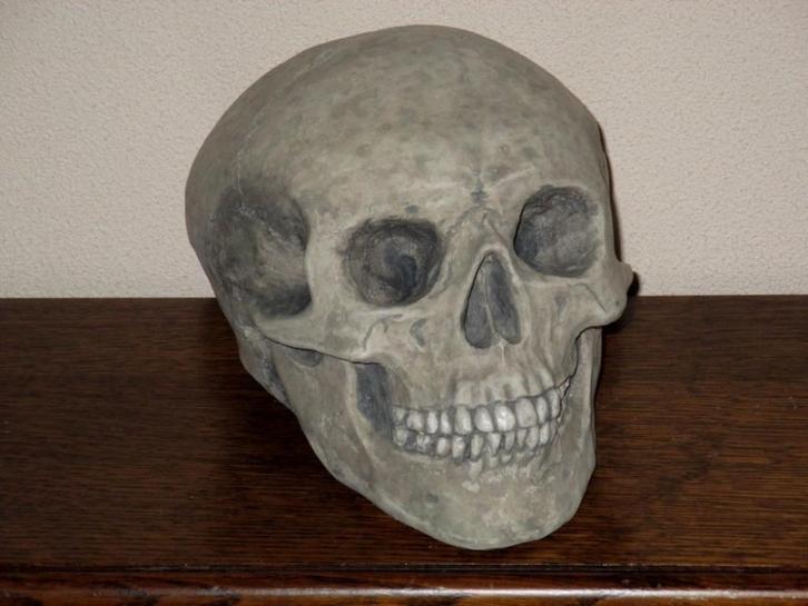 handgemaakte menselijke Schedel, Skull mens Medium-A, uniek, Hobby en Vrije tijd, Kostuums, Theaterbenodigdheden en LARP, Nieuw