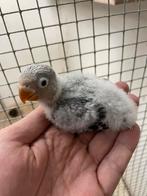 Jonge agapornissen, dwergpapegaai, Dieren en Toebehoren, Vogels | Parkieten en Papegaaien, Geslacht onbekend, Dwergpapegaai of Agapornis