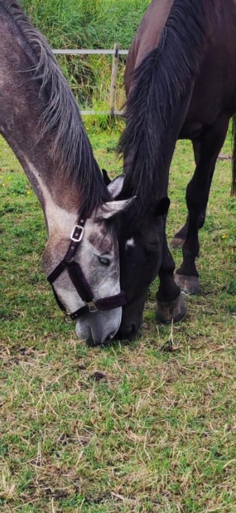 Bijrijdster/verzorger 18+ gezocht, Dieren en Toebehoren, Paarden en Pony's | Verzorgingsproducten, Ophalen of Verzenden