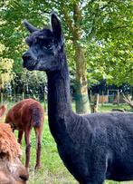 alpaca merrie, Dieren en Toebehoren, Overige Dieren, Vrouwelijk, Na 1 juli 2024