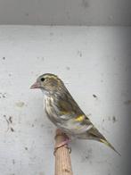 Sijs agaat 0-1, Dieren en Toebehoren, Vrouwelijk, Wildzangvogel, Geringd