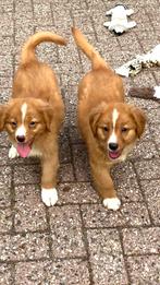 Nova scotia duck tolling retriever pups mogen gelijk mee, Dieren en Toebehoren, Honden | Retrievers, Spaniëls en Waterhonden, Nederland