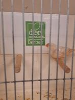 Zebravink pop oranjeborst zwartborst isabel, Dieren en Toebehoren, Vrouwelijk, Kleurkanarie