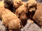 Super mooie australian Labradoodle pups, Dieren en Toebehoren, Honden | Retrievers, Spaniëls en Waterhonden, Overige rassen, CDV (hondenziekte)